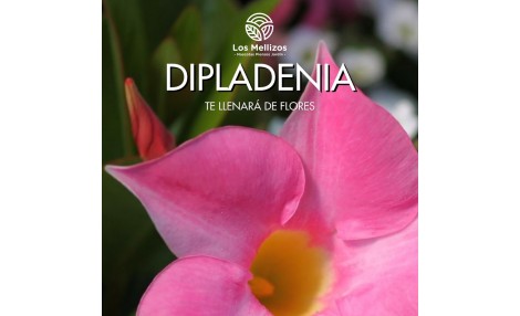 Descubre la belleza de la Dipladenia