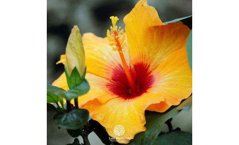 Hoy os desvelamos algunos de los secretos del Hibiscus, la flor más tropical 