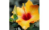 Hoy os desvelamos algunos de los secretos del Hibiscus, la flor más tropical 