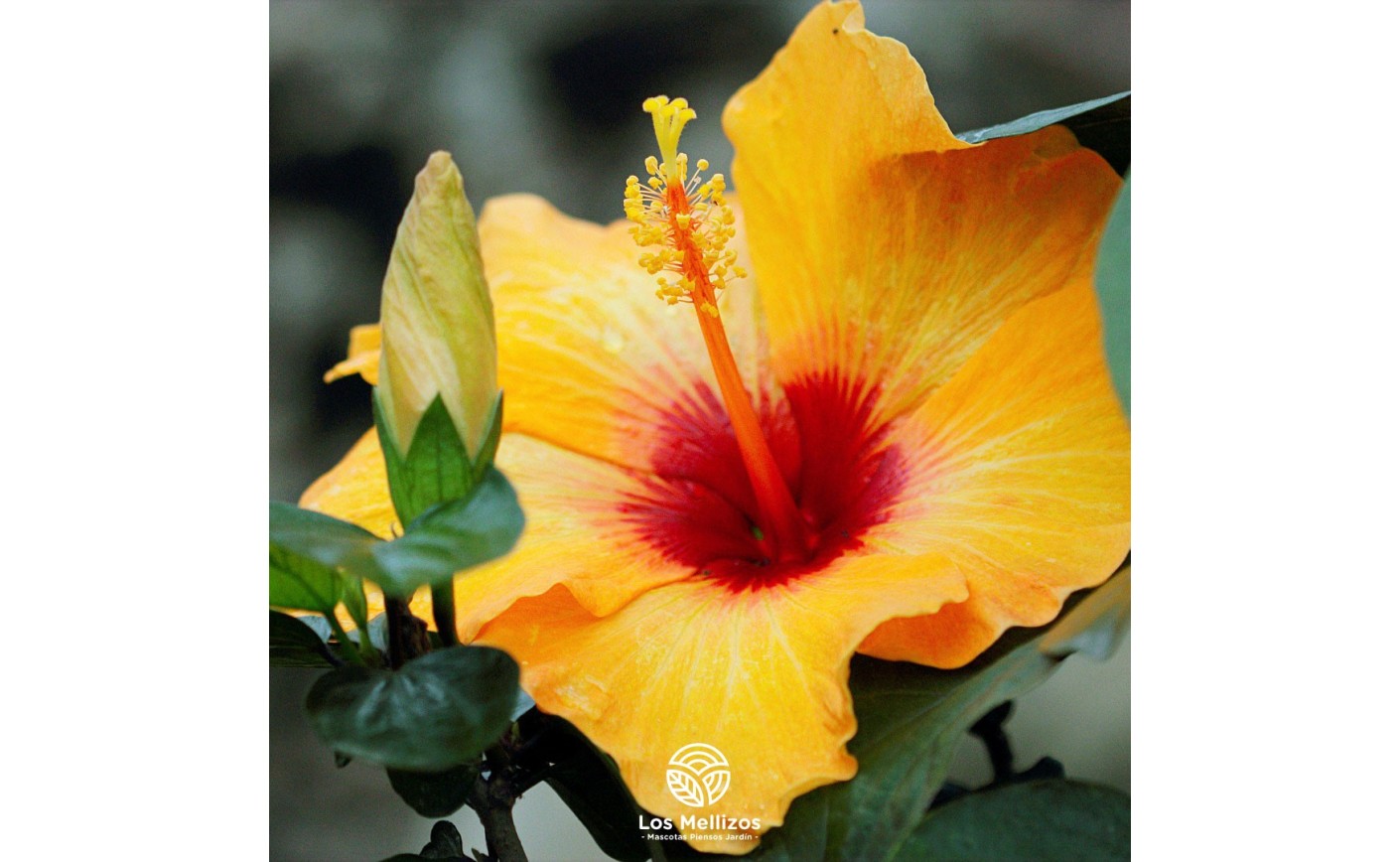 Hoy os desvelamos algunos de los secretos del Hibiscus, la flor más tropical 